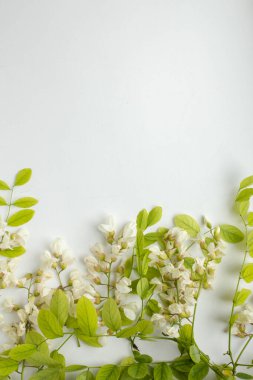 Akasya çiçekleri beyaz mavi masada. Yumuşak bahar çiçekleri