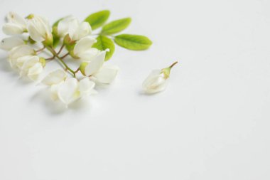 acacia flowers on white blue table. tender spring flowers