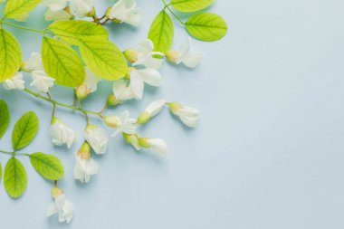 Pastel mavi masada akasya çiçekleri. Yumuşak bahar çiçekleri