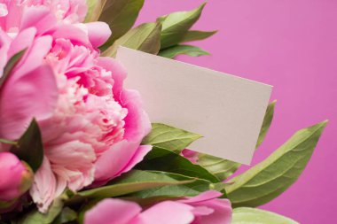 Minimalist kart modeli ve bir buket pembe şakayık. Su damlalı taze çiçekler..