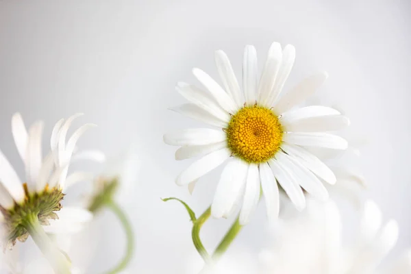 fresh bouquet of daisies in a vase on a white wall background