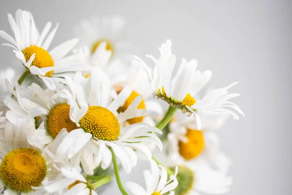 白い壁の背景に花瓶でヒナギクの新鮮な花束 — ストック写真