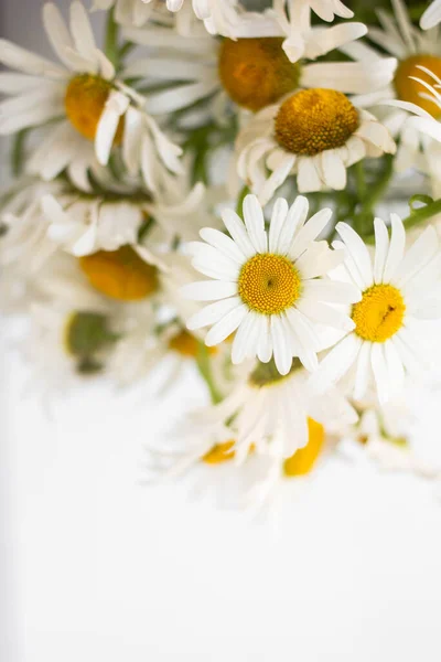 白い壁の背景に花瓶でヒナギクの新鮮な花束 — ストック写真