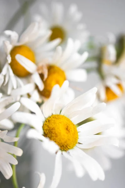 Fresh Bouquet Daisies Vase White Wall Background — Stock Photo, Image
