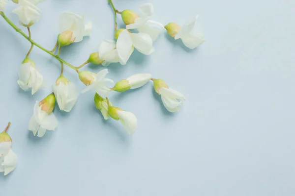 acacia flowers on pastel blue table. tender spring flowers