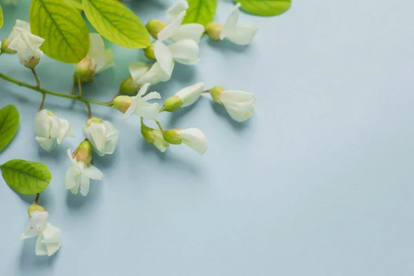 acacia flowers on pastel blue table. tender spring flowers