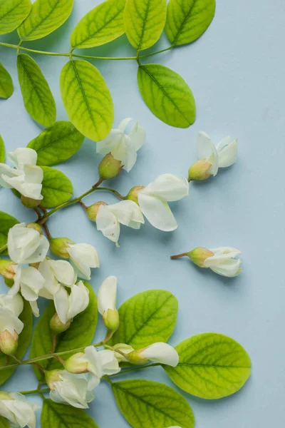 acacia flowers on pastel blue table. tender spring flowers