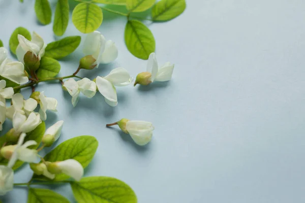 acacia flowers on pastel blue table. tender spring flowers