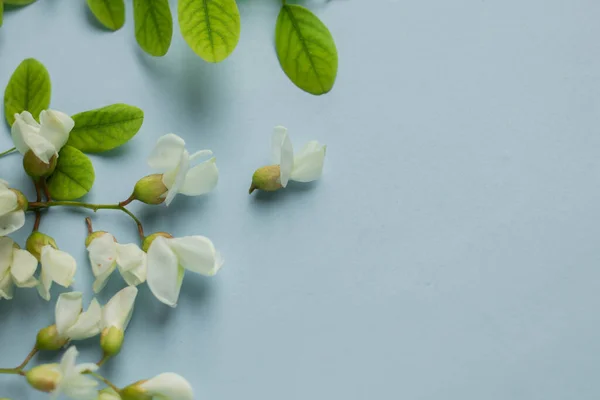 acacia flowers on pastel blue table. tender spring flowers