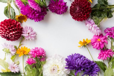 frame of colorful flowers. asters.