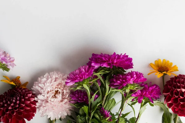 Frame Colorful Flowers Asters — Fotografia de Stock