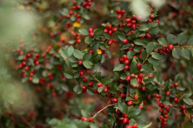 autumn background with green leaves. red berries. Cotoneaster bush