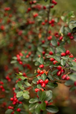 autumn background with green leaves. red berries. Cotoneaster bush