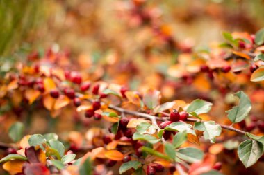 autumn background with orange leaves. red berries. Cotoneaster bush