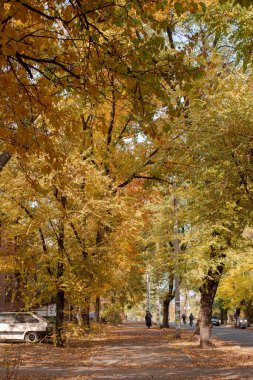 Golden autumn. nature. autumn leaves on trees. park