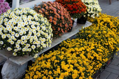 counter with pots with chrysanthemums on the street. autumn flowers