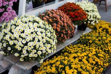 counter with pots with chrysanthemums on the street. autumn flowers