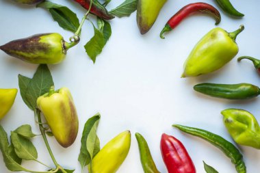 pepper with leaves. sweet and hot peppers. autumn harvest