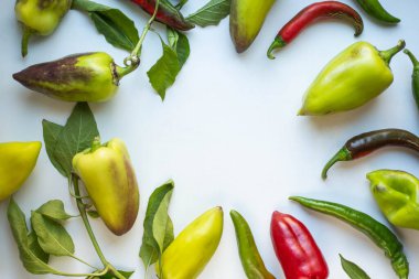 pepper with leaves. sweet and hot peppers. autumn harvest