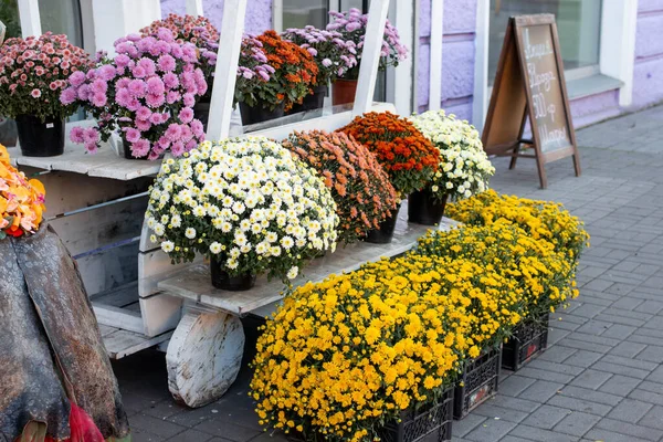 Counter Pots Chrysanthemums Street Autumn Flowers — Photo