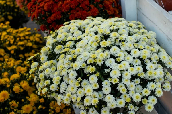 Counter Pots Chrysanthemums Street Autumn Flowers — Photo