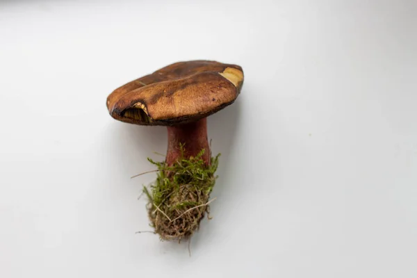 Fresh Mushroom White Table — Fotografia de Stock