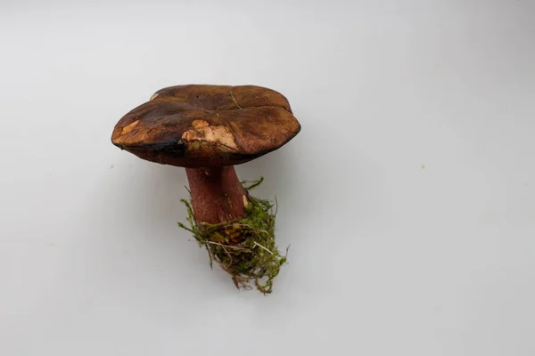 Fresh Mushroom White Table — Foto de Stock