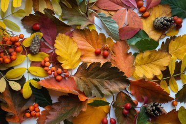 Merhaba Autunm. ana yaprak ve renkli sonbahar yaprakları ile arkaplan