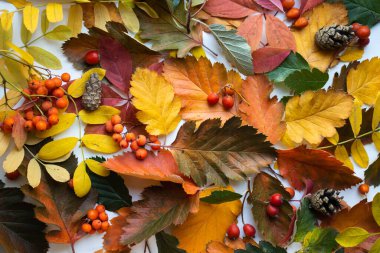 Merhaba Autunm. ana yaprak ve renkli sonbahar yaprakları ile arkaplan