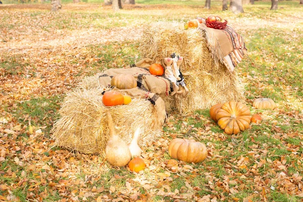 Autumn Decoration Pumpkin Hay Plaid — Stockfoto