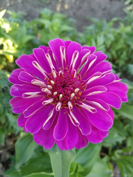 Beautiful Blooming Purple Flower — Fotografia de Stock