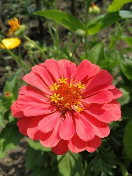 Удивительный Терракотовый Цветок Крупным Планом — стоковое фото