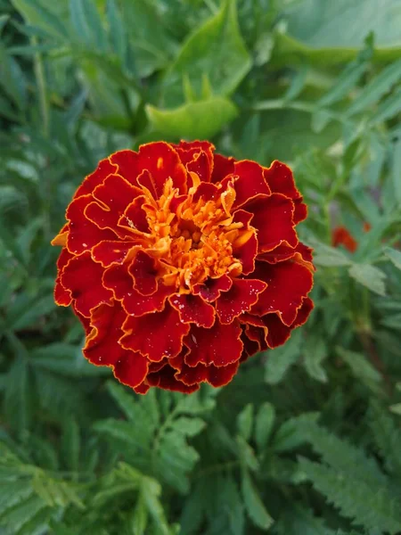 Closeup Red Flower Dark Background — ストック写真