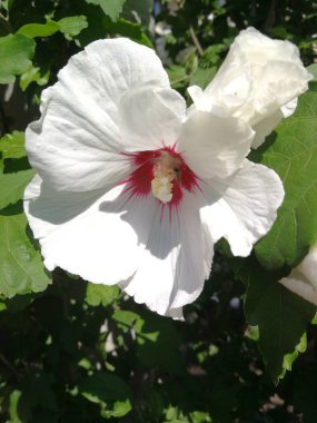 Bahçedeki güzel beyaz ve pembe çiçek