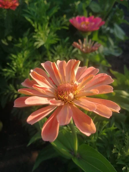 Wspaniały Różowy Kwiat Zbliżenie Delikatny Odcień — Zdjęcie stockowe