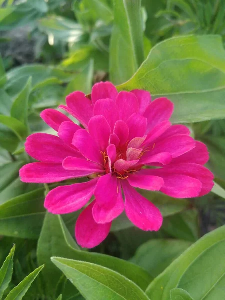 Wonderful Pink Flower Closeup — ストック写真