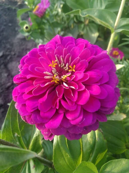 Piękny Różowy Kwiat Zbliżenie — Zdjęcie stockowe