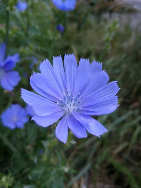 Close Beautiful Blue Blooming Flowers Field — Stockfoto