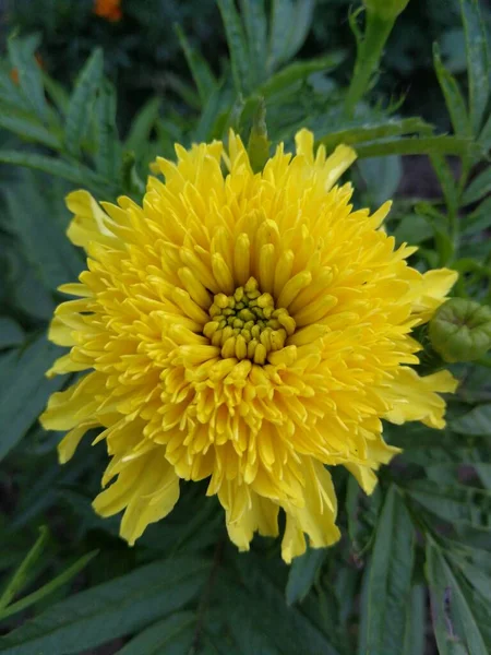 Primer Plano Hermosa Flor Amarilla — Foto de Stock