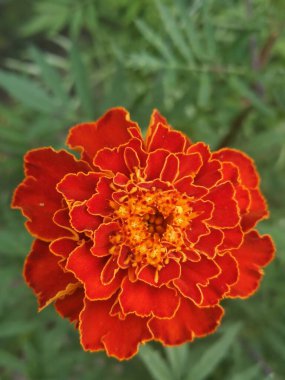 Bahçedeki güzel kırmızı çiçek