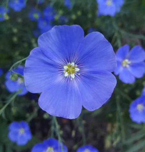 Bela Flor Azul Jardim — Fotografia de Stock