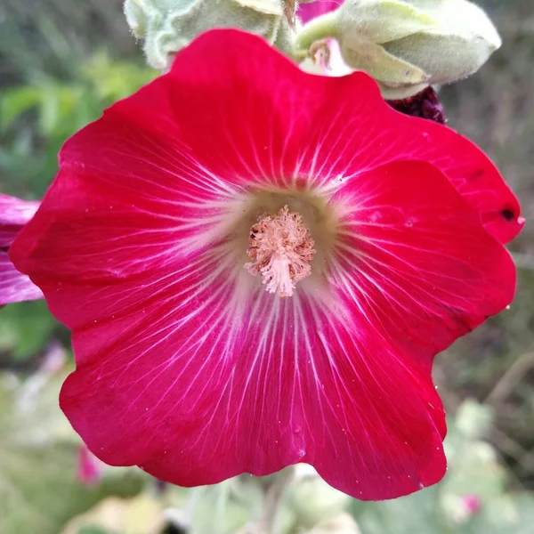Красивый Красный Цветок Саду — стоковое фото