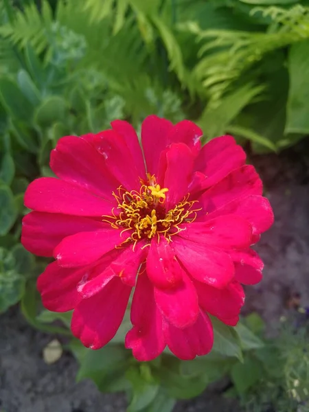 Bunga Merah Muda Yang Indah Taman — Stok Foto