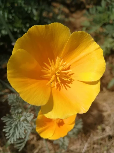 Indah Bunga Kuning Taman — Stok Foto