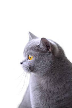 İngiliz Shorthair kedisi, mavi kedi, gri kedi 