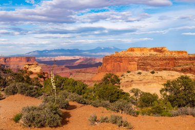 Canyonlands Ulusal Parkı manzarası. Uzakta kanyonları, birikimleri ve dağları olan bir vadi boyunca çiçek açan yukka ağaçları.