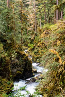 Sol Duc Nehri, Washington, ABD 'deki Olympic National Park' taki bir kanyon ve yosun kaplı orman boyunca akar.