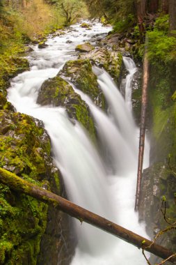Sol Duc Falls, Washington Olimpiyat Ulusal Parkı 'ndaki Sol Duc Nehri' nin dar, yosun kaplı boğazına akıyor.