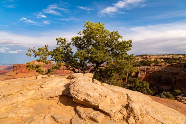 Pinyon ağacının çöl manzarası. Utah, Canyonlands Ulusal Parkı 'ndaki bir kanyon kenarında aşınmış ve oyulmuş kumtaşı.
