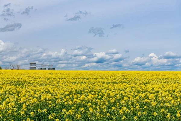 Landbouwscene Met Veld Van Gele Bloemen Van Canola Planten Onder — Stockfoto
